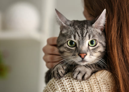 Cat Food & SuppliesA cat being held by its owner.