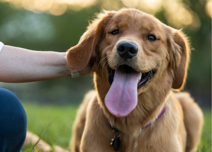 Dog Food & SuppliesA golden retriever smiling, being pet.