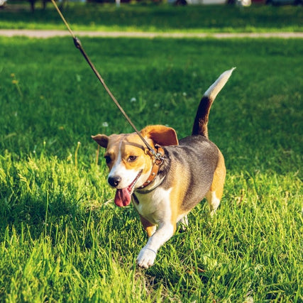 Dog Walking