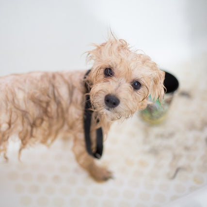 Self-Service Dog Wash