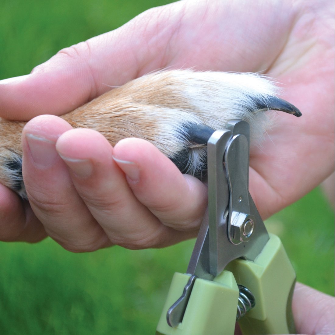 Professional dog shop nail trimmer