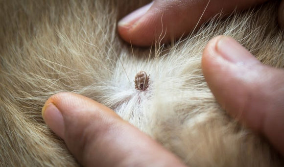 Removing Ticks From Your Pets