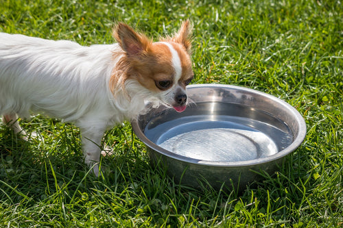 Is It Harmful to Allow Animals of Different Species to Share the Same Water Bowl?