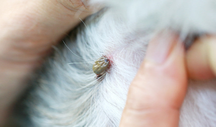 Where to Look for Ticks on Pets