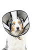 Zen Cone