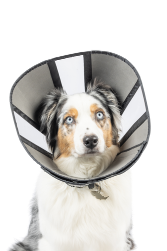Zen Cone