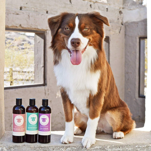 Kin + Kind Kin Organics Calming Rose Dog Shampoo (12 oz)