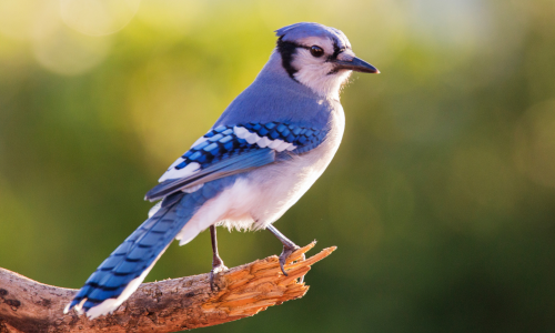 A blue jay sitting on a branch on a clear day.
