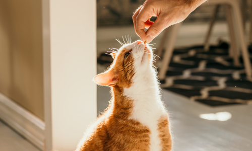 A close-up of a cat being fed a treat.