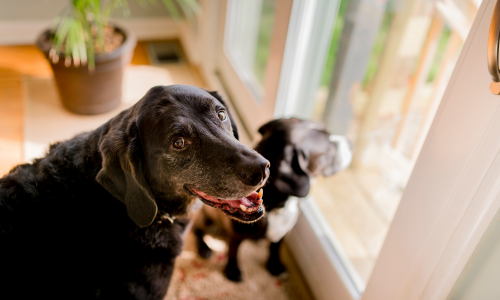 Dogs looking out out sliding glass doors inside of a house.