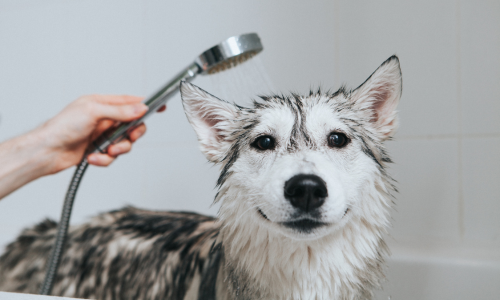 A husky being bathed with a de-tatchable shower head.  