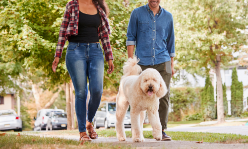 A dog being walked throughout a suburb on a clear day. 