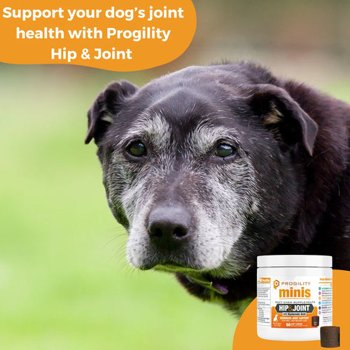 Nootie Dog Progility Hip & Joint With Turmeric Supplement