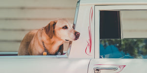Pet Supply Store Waynesville, NC The Dog House