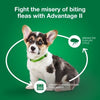 Advantage II Small Dog Vet-Recommended Flea Treatment & Prevention